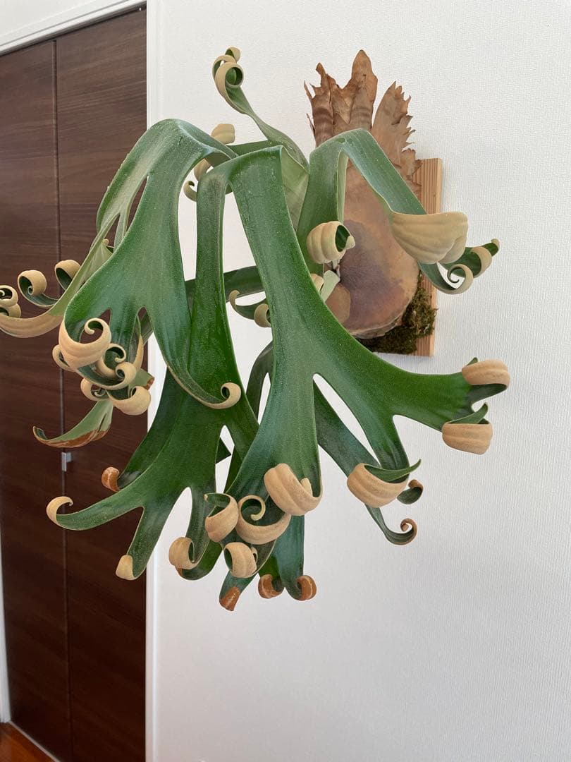 Foongsiqi フーンシキ 子株 ビカクシダ コウモリラン - メルカリ