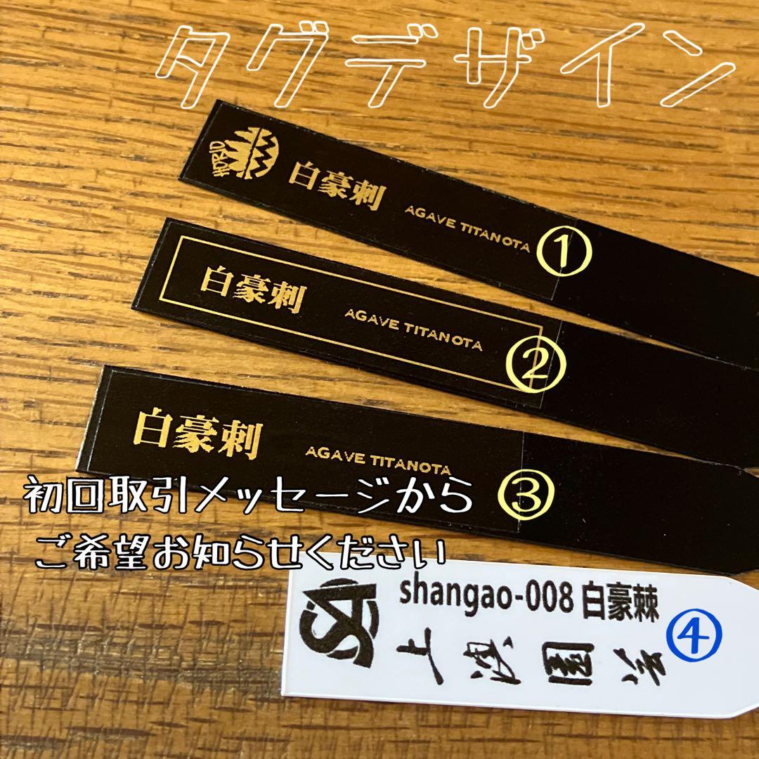 オークション】13 ラスト1株 優秀 アガべ 白豪刺 白豪棘 TC 訳あり