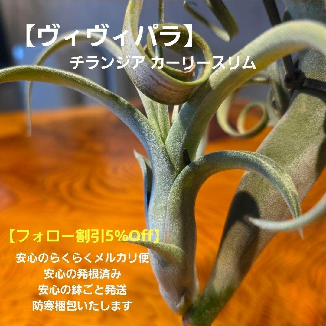 珍品！親株はヴィヴィパラ 希少 チランジア エアープランツ【カーリー
