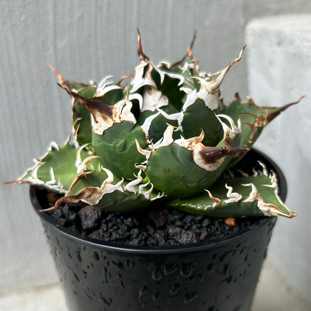 子株】 アガベ チタノタ レジェンド ロウルサンコ産 - メルカリ