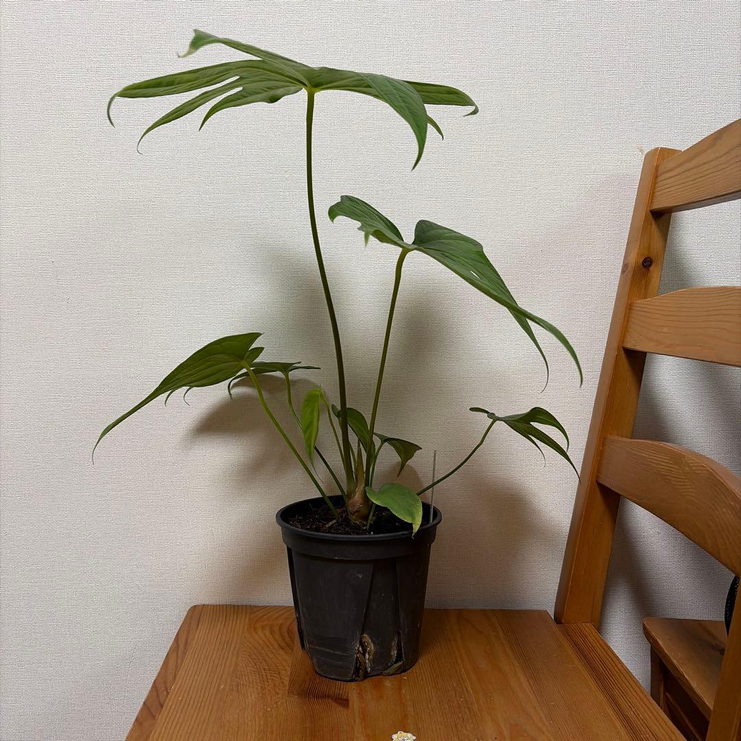 アンスリウム ペダトラディアツム 5号＊ - メルカリ