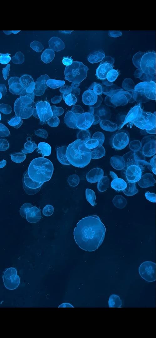 カリナ ペンミ トレカ 芽生 aespa カリナ ニンニン ケミ トレカPINK CHRISTMAS 2種 - メルカリ