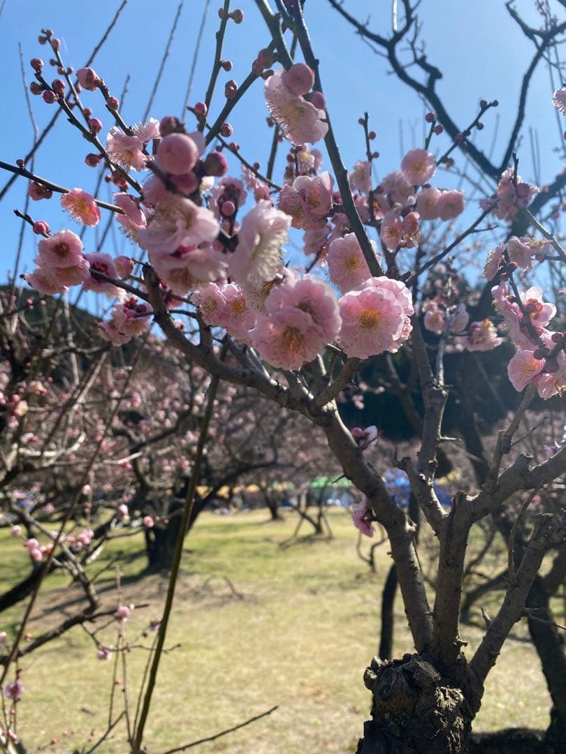 ユッキ様専用 - メルカリ