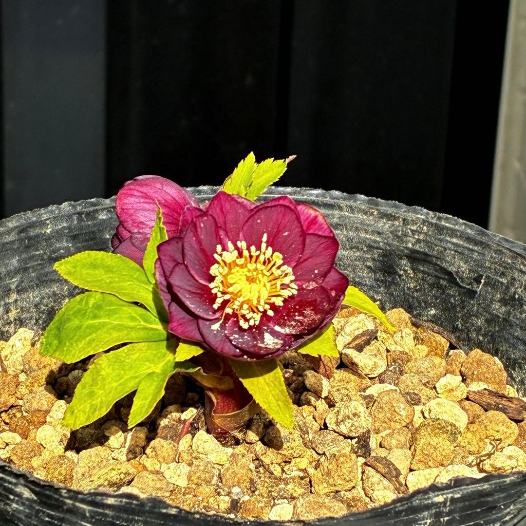 ラ*ク様 3498☘️蕾花付き☘️極上☘️⭐️コロコロ小輪⭐️紅赤オーレア⭐️コ