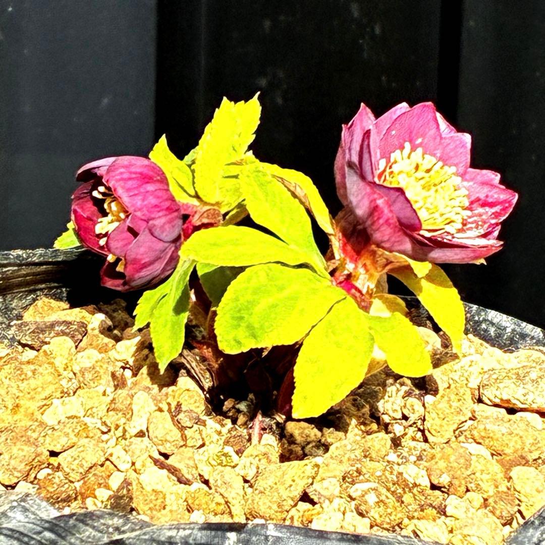 ラ*ク様 3498☘️蕾花付き☘️極上☘️⭐️コロコロ小輪⭐️紅赤オーレア⭐️コ