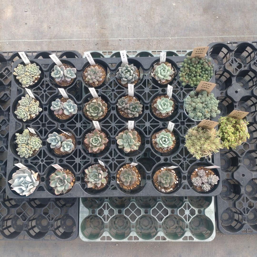 kiraさん専用 SINGER Computer9800 FAIRYLAND #ki - メルカリ