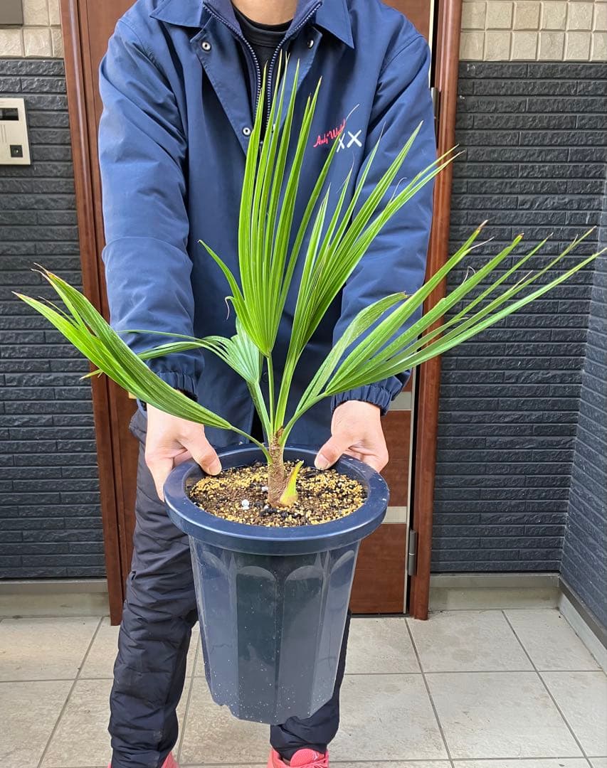 現品】ブラヘア・スーパーシルバー 8号 9A番 ヤシの木 椰子の木