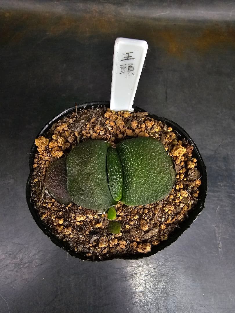 メルカリ便発送&ロウルサンコさんラベル付き☆多肉植物 ガステリア