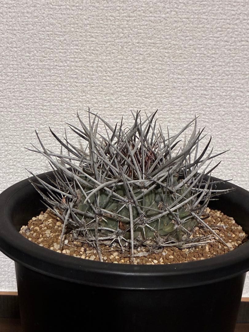 サボテン テロカクタス 鶴巣丸、ギムノカリキウム フェロシオールの