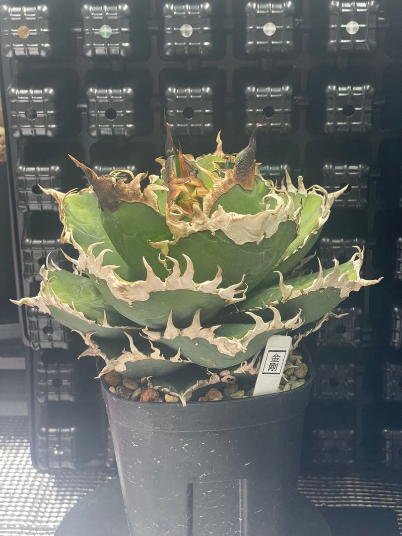 アガベ チタノタ 金剛 キングコング アガベ チタノタ 金剛 キングコング / KK-01 | アガベ専門店