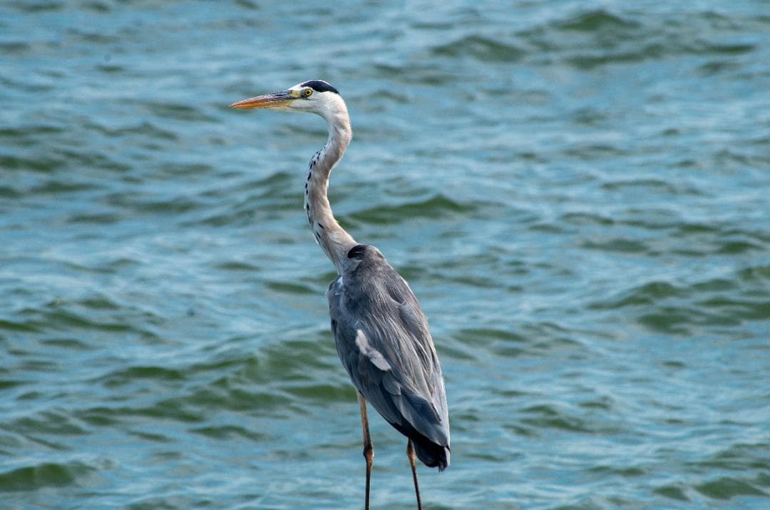 みやし様用【黒死病修理済】【訳アリ】PENTAX K-50 #K PENTAX #