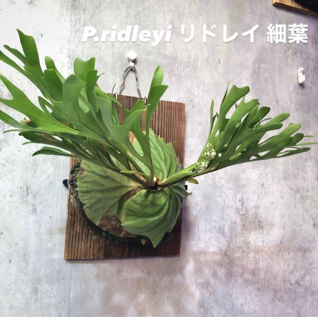 ビカクシダ ridleyi リドレイ 細葉 板付け s - メルカリ