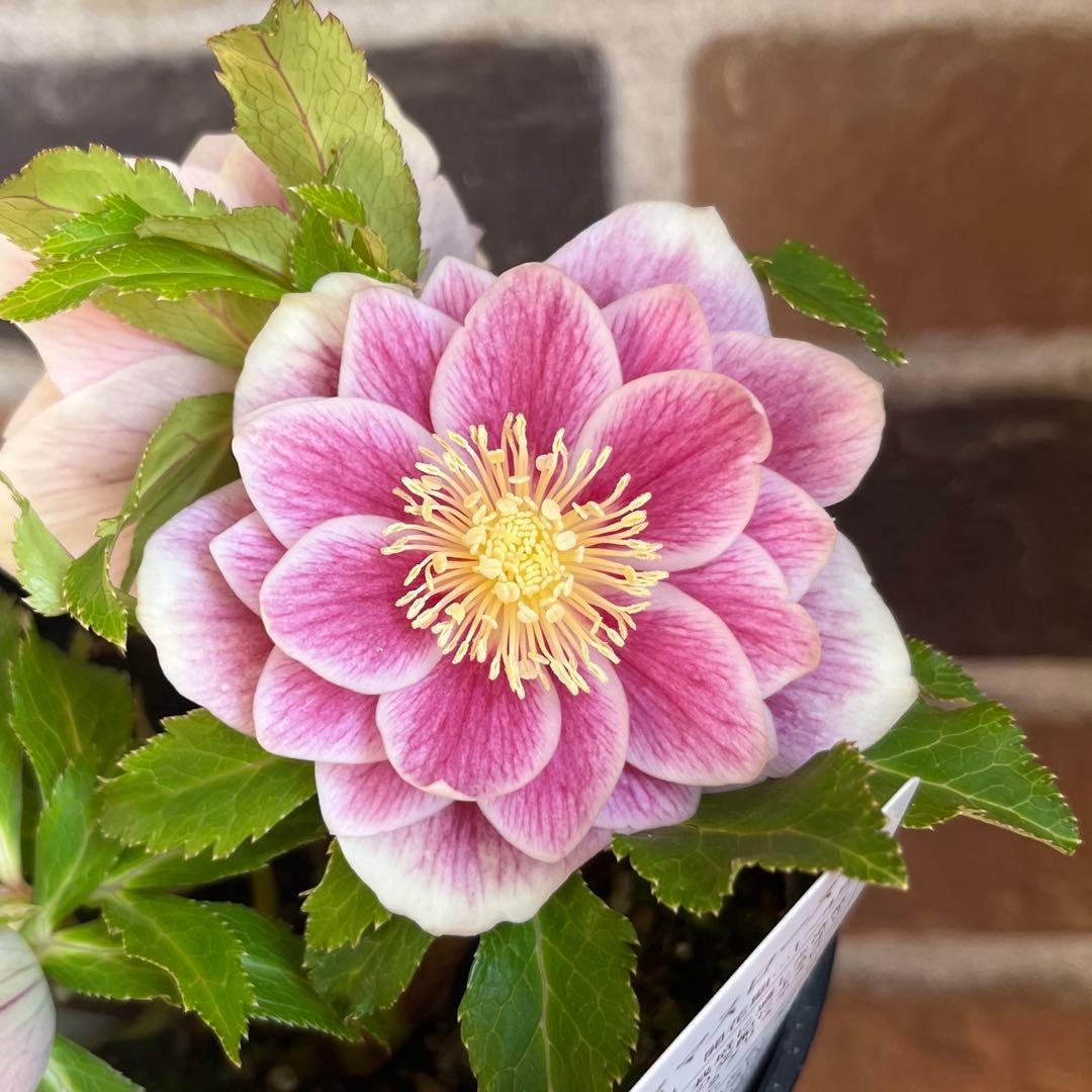 クリスマスローズ 広瀬園芸 ソレイユ - メルカリ