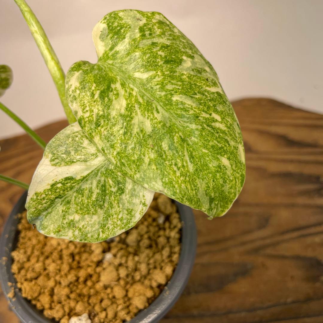 j*@様 ms30モンステラ　デリシオーサ　レガシー　斑入り　legacy Va j*@様 ms30モンステラ デリシオーサ レガシー 斑入り legacy Va 超希少