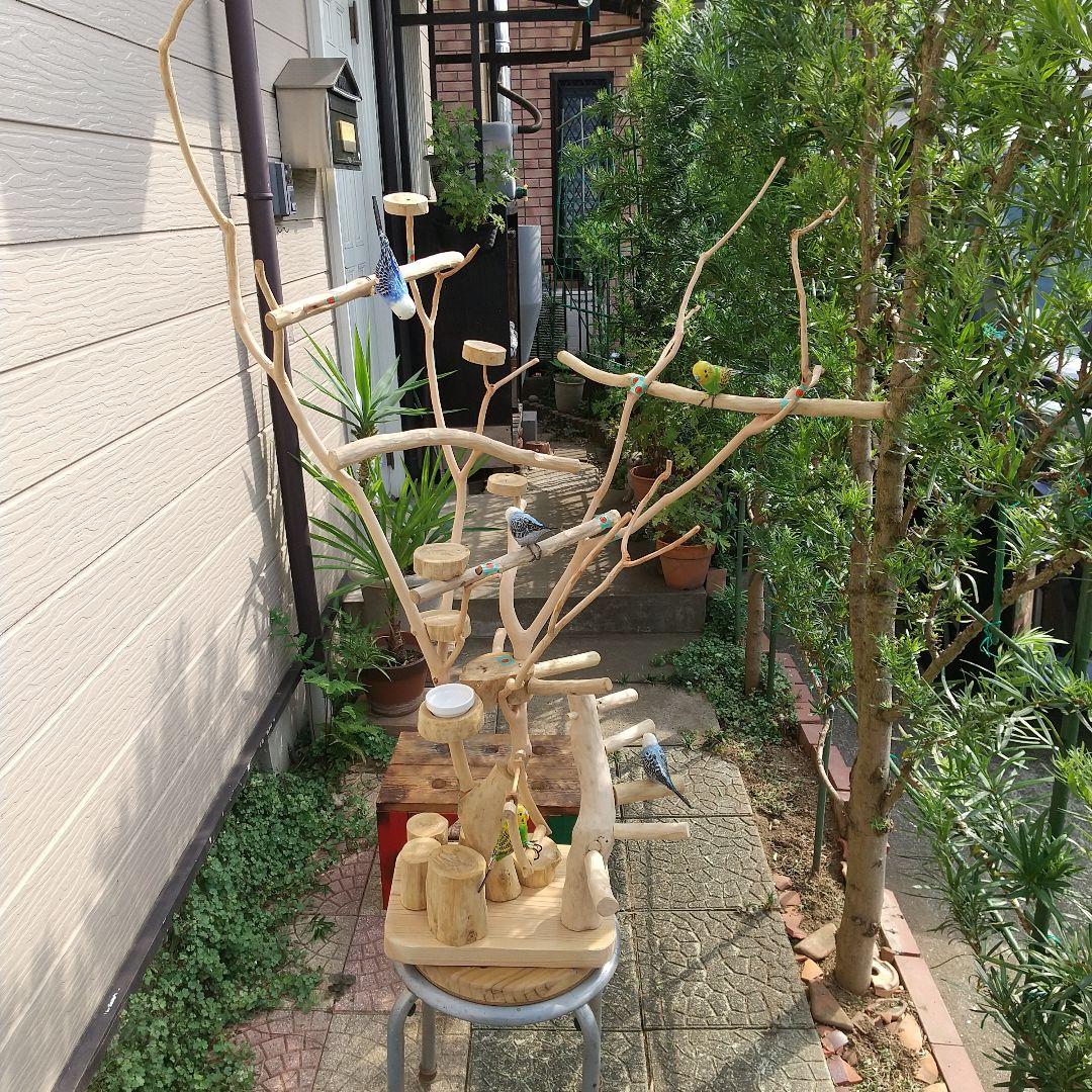 ココア牛乳インコバードアスレチックツリージム楽園シリーズ④ ココア牛乳インコバードアスレチックツリージム楽園シリーズ④ ココア