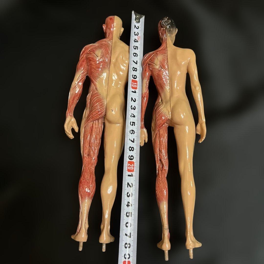 人体模型　貴重　激レア　男女