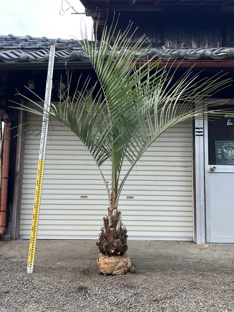 ココスヤシ H1.9m 樹形の良いシルバーリーフ カルフォルニアスタイル