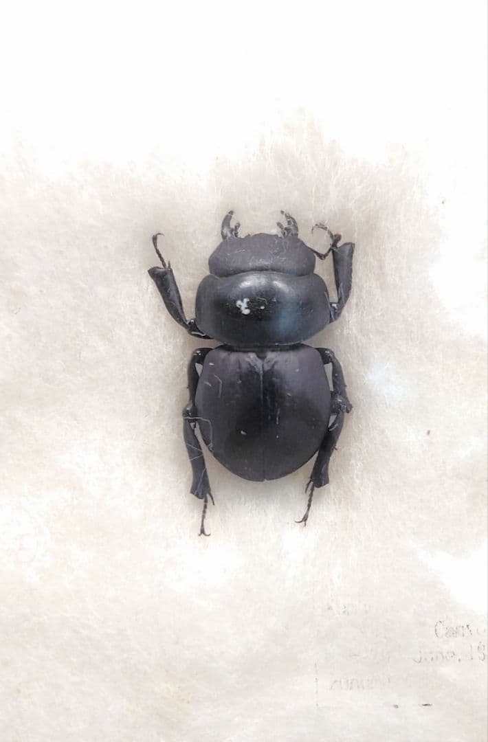 Aptrocyclus honoluluensis 標本 ハワイハネナシクワガタ Apterocyclus honoluluensis | Hawaiian Scarabs