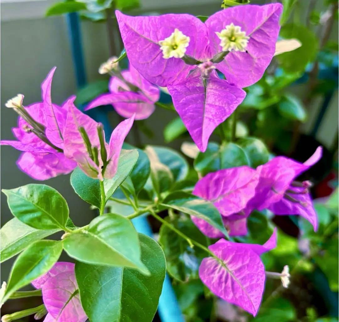 パープルのブーゲンビリア苗 - メルカリ