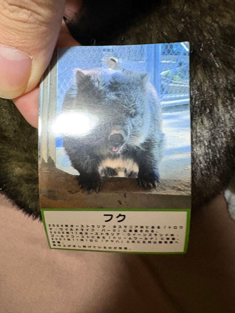 五月山動物園 ウォンバット ぬいぐるみ タグ付き ワイン フク - メルカリ