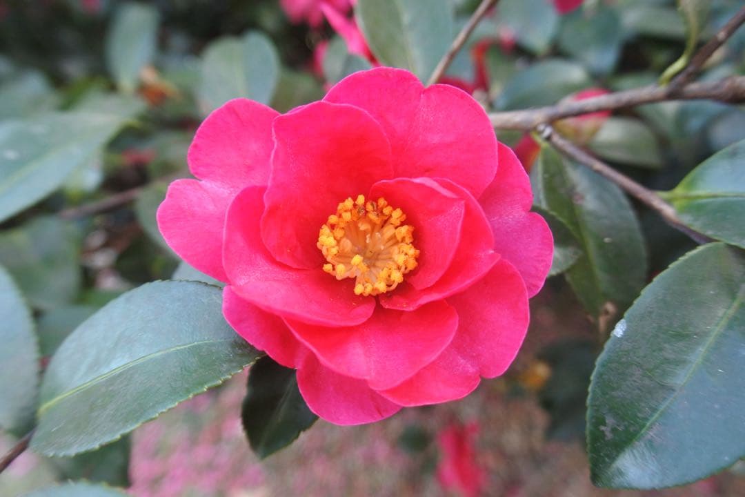 NIKKOR 1 10-30mm f/3.5-5.6 VR【動作品】