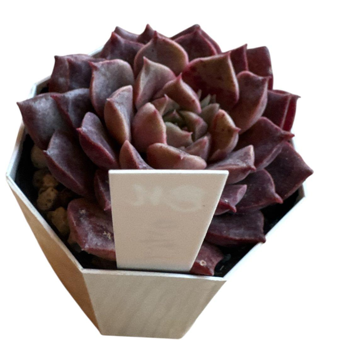 miyaさん苗 命名株 かなで 札付き 希少⑤ - メルカリ