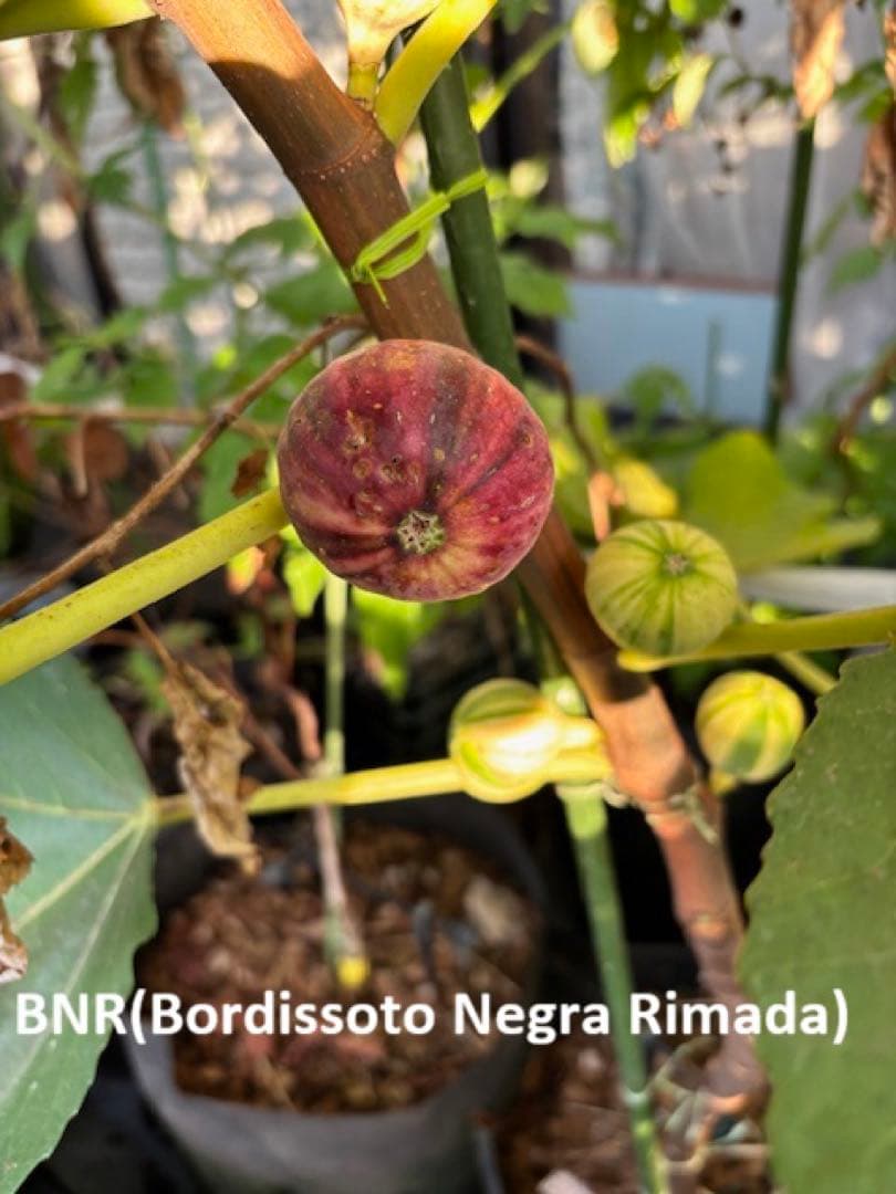 イチジク穂木 3品種3本 A - メルカリ