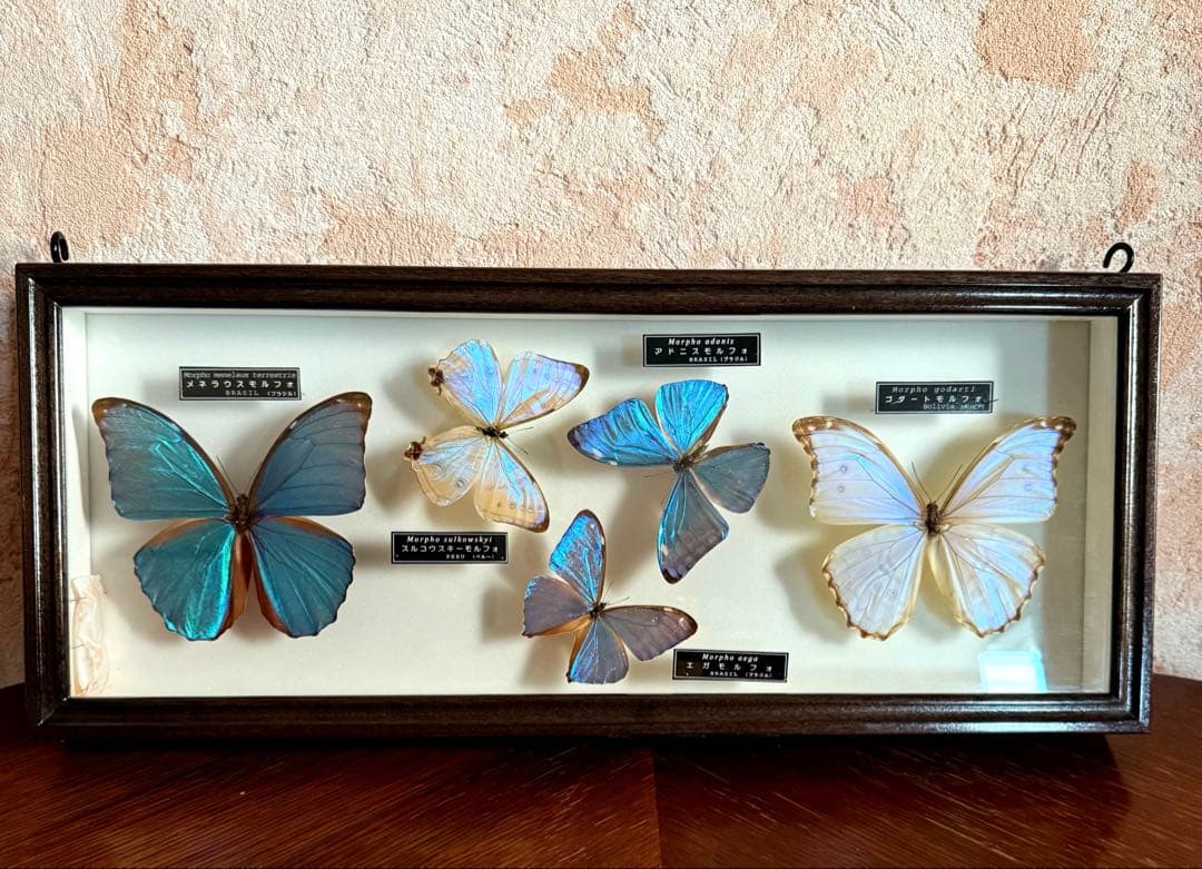 名和昆虫博物館　蝶の標本　5種類 名和昆虫博物館に行った。館内の壁一面に広がる蝶々や昆虫の標本。図鑑