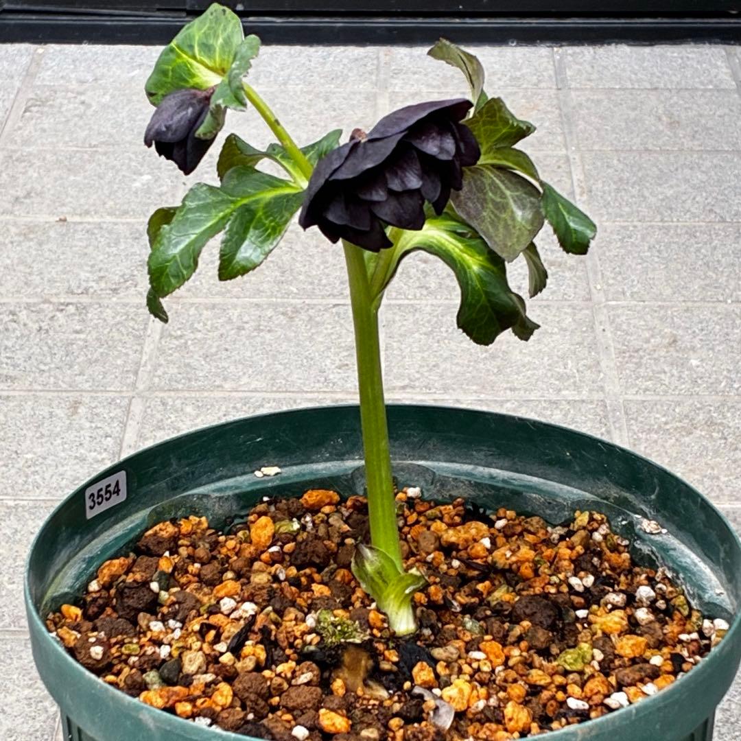 ま*こ様 3554☘️ラスト2☘️蕾花付☘️親株☘️特大7号⭐️黒タグ付(入手時