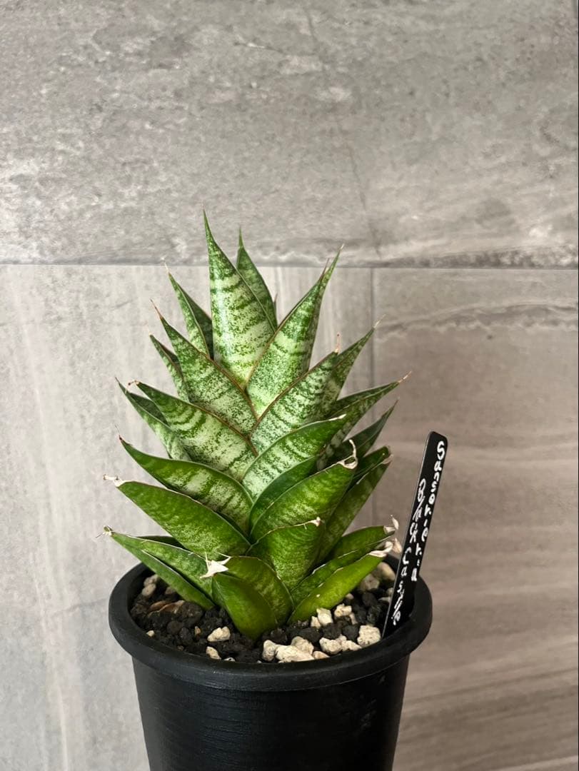 丸山修寛 カタカムナ 量子医学 叡智 縄文 波動 電磁波 宇宙情報 DVD