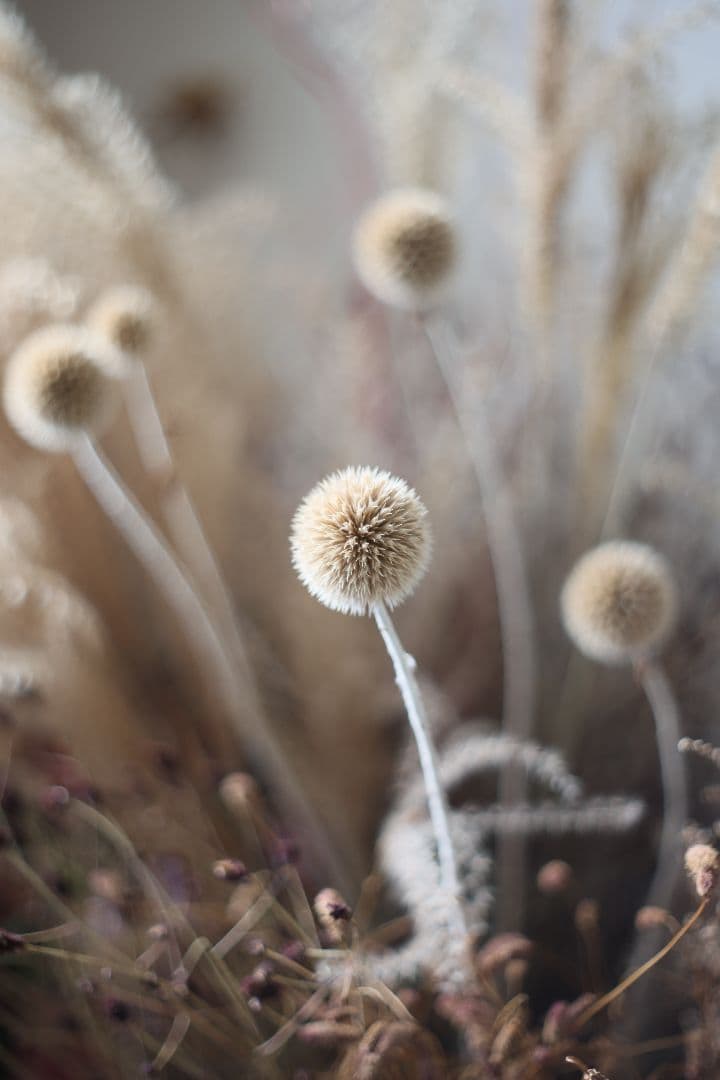 《希少》PENTACON 50mm F1.8 前期型（ⅱ）【光学美品】