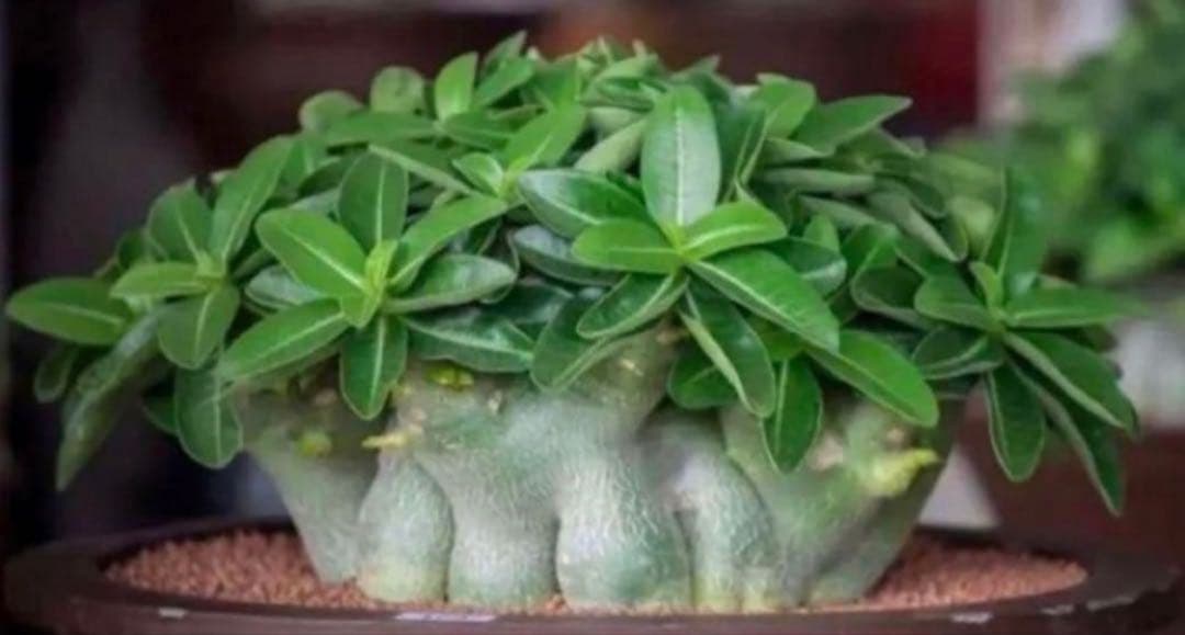 極美/激レア/ドワーフ/極太】アデニウム アラビカムV2ハック鉢植えE-6