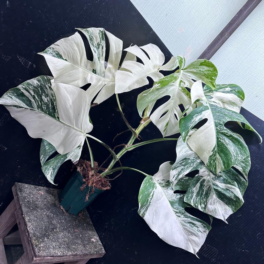 S*n様 斑入りモンステラ ホワイトタイガー極美大株74cm白斑多 斑入りモンステラ ホワイトタイガー極美大株56cm白斑多 - メルカリ