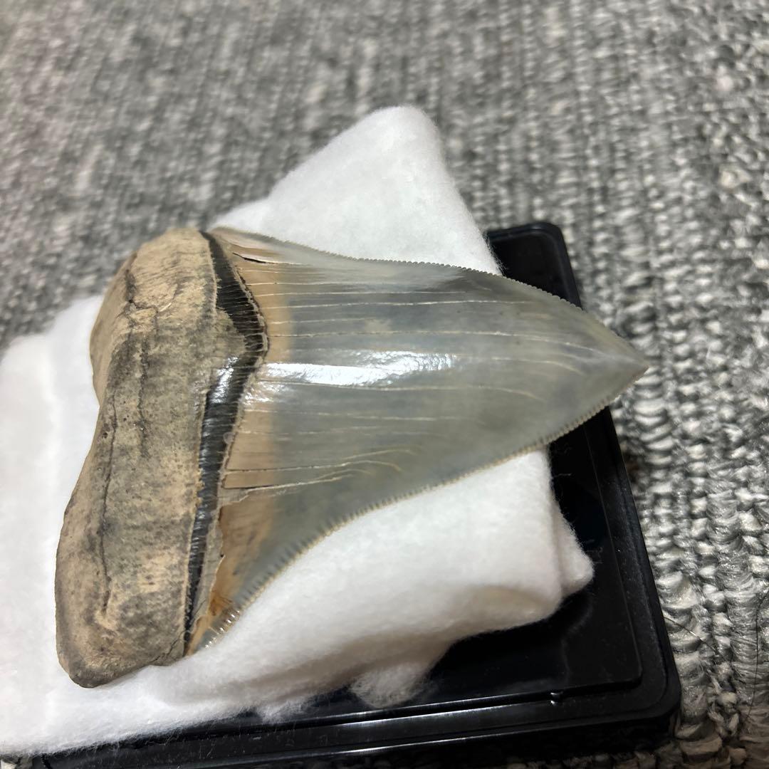 極上 メガロドン 歯 化石 本物 USA - メルカリ