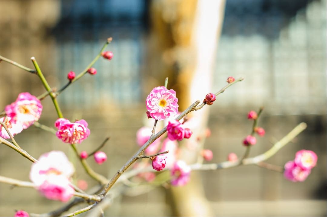 [美品] 作例有り。Nikon AF NIKKOR 50mm F1.8D お写ん歩: Nikon AF-S NIKKOR 50mm F1.8Gアーカイブ