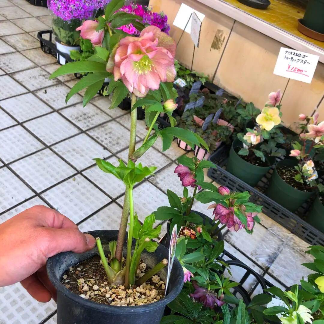 新春大特価 クリスマスローズ 八重 8種セット 豊園芸 花付き現品発送