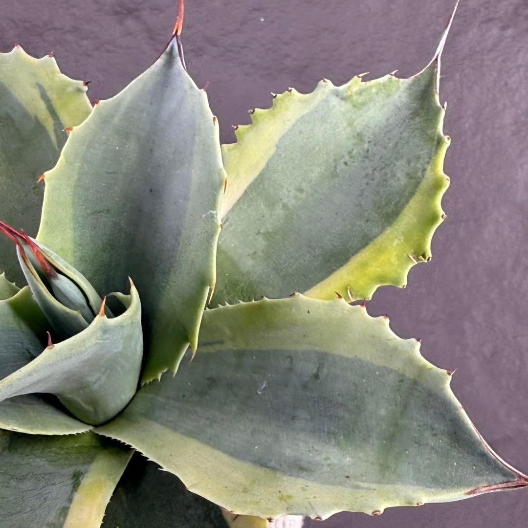 y*y様 【アガベ オバティフォリア“オルカ”】地植え/-18℃まで/極上　L2