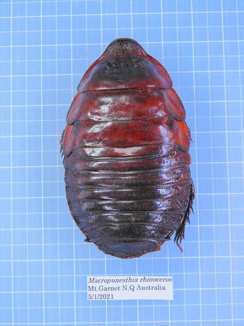 オーストラリア産　モグラゴキブリ　67mm 世界で最も重たいゴキブリ。 オーストラリアのヨロイモグラゴキブリ