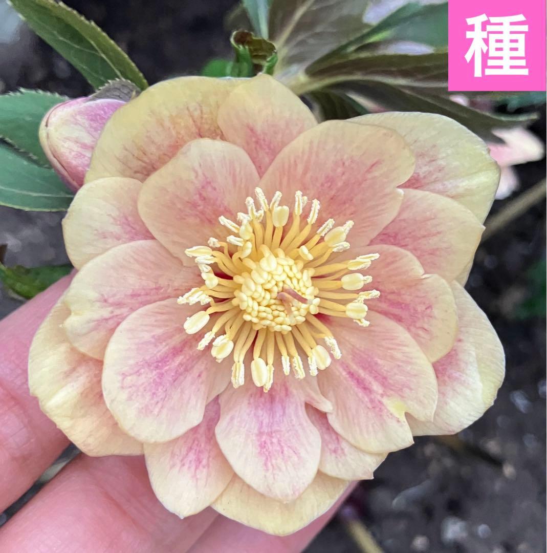 大木ナーセリー クリスマスローズ イリュージョン交配オーレアダブル