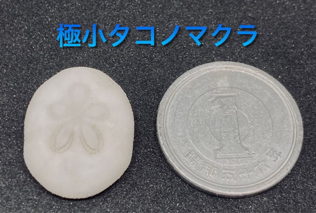 極小タコノマクラ 棘皮動物 ウニ カシパン たこのまくら - メルカリ