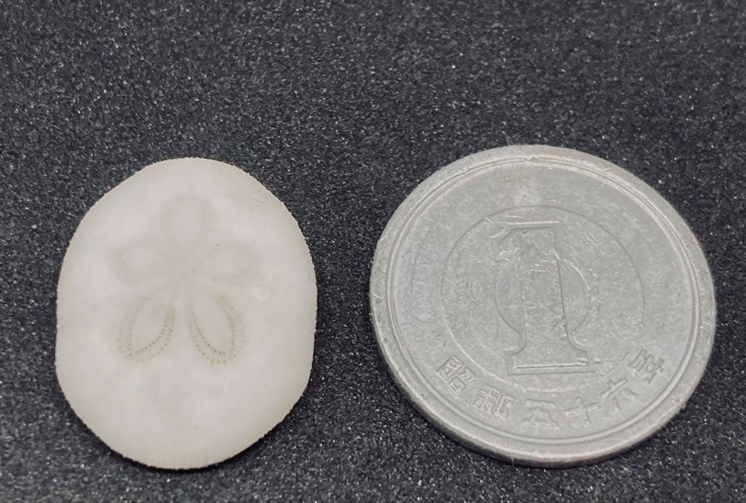 極小タコノマクラ 棘皮動物 ウニ カシパン たこのまくら - メルカリ