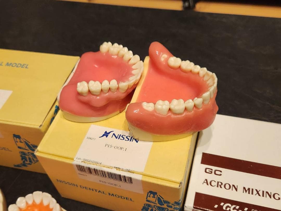 歯科 NISSIN 顎模型 セット 歯科医師 歯科衛生士 - メルカリ