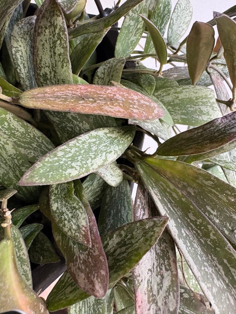 さちママ 2点同梱