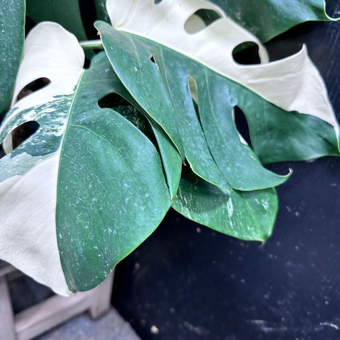 モンステラ斑入りハーフムーンホワイトタイガー極美斑入り 83cm