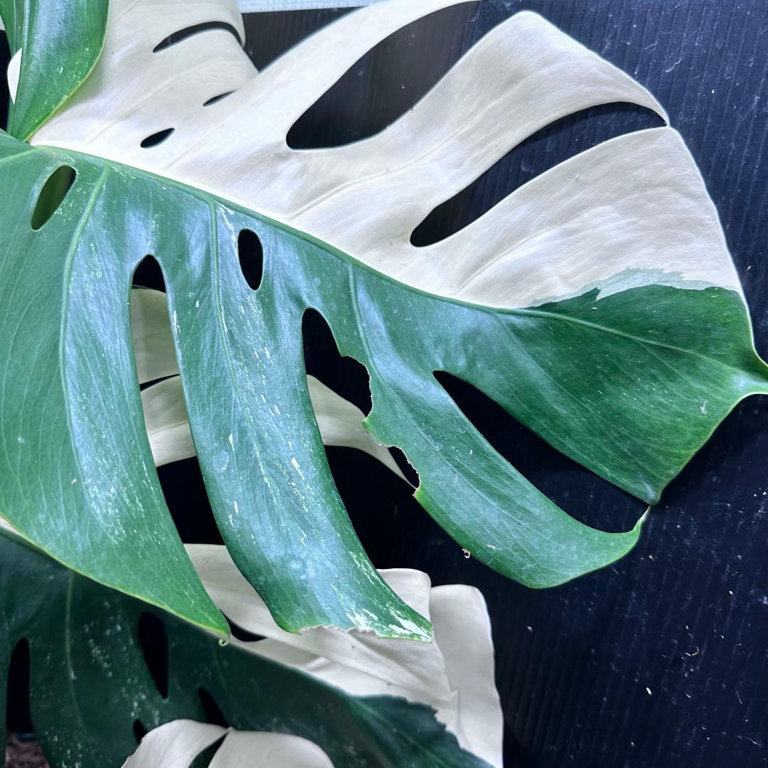 モンステラ斑入りハーフムーンホワイトタイガー極美斑入り 83cm