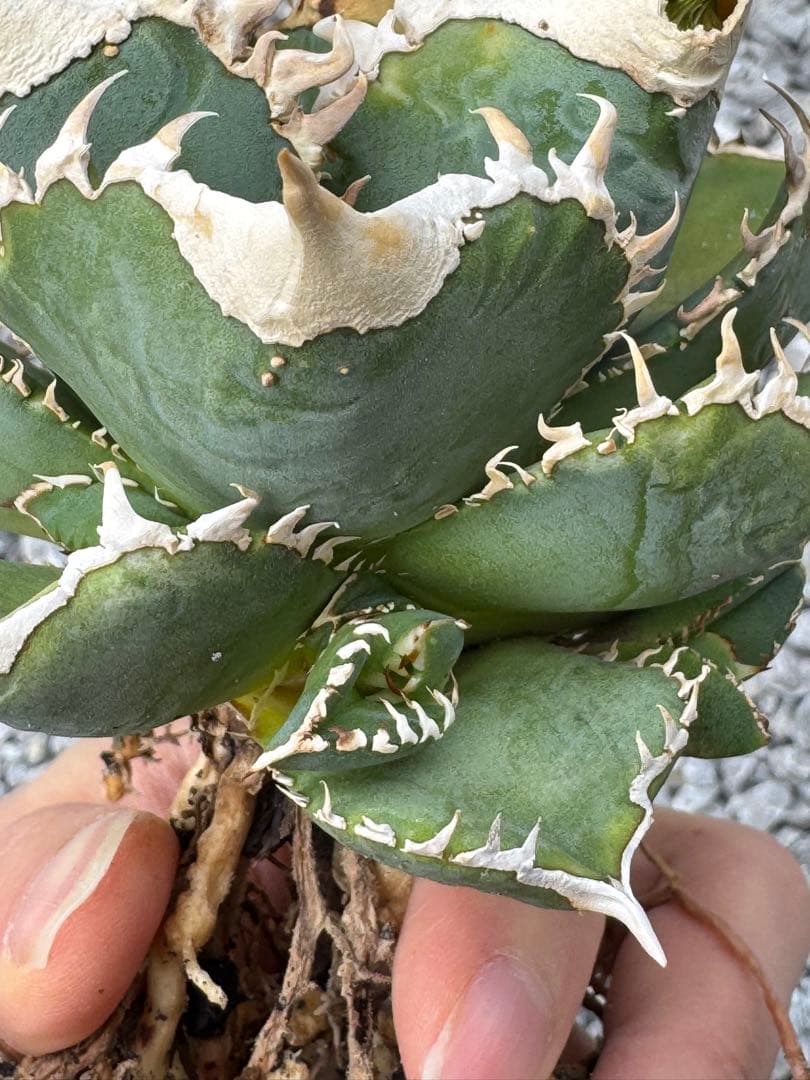 アガベ チタノタ 大白鯊 子株 ホホジロザメ ホホジロザメ lize産