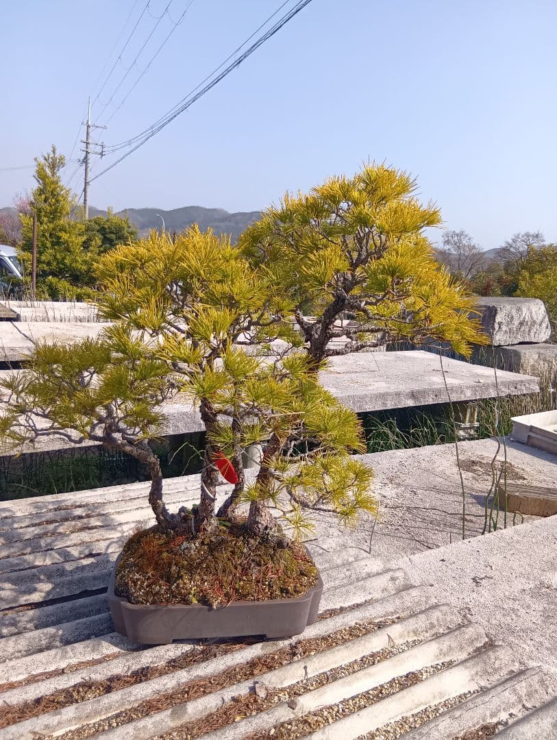 五葉松（かなり年数持ち込み古い） - メルカリ