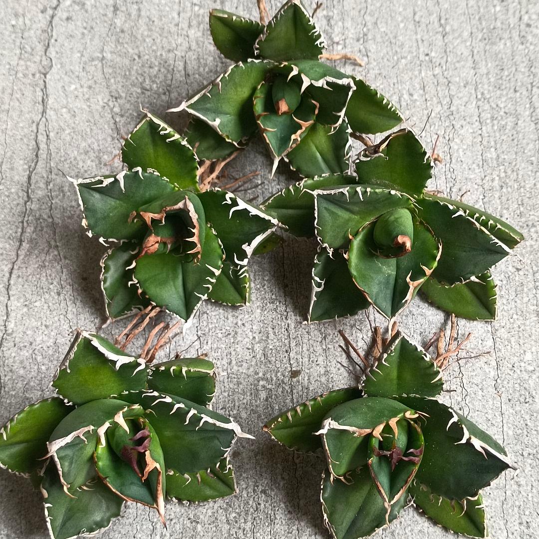 チャッピー様 リクエスト 2点 まとめ商品の通販はau PAY マーケット