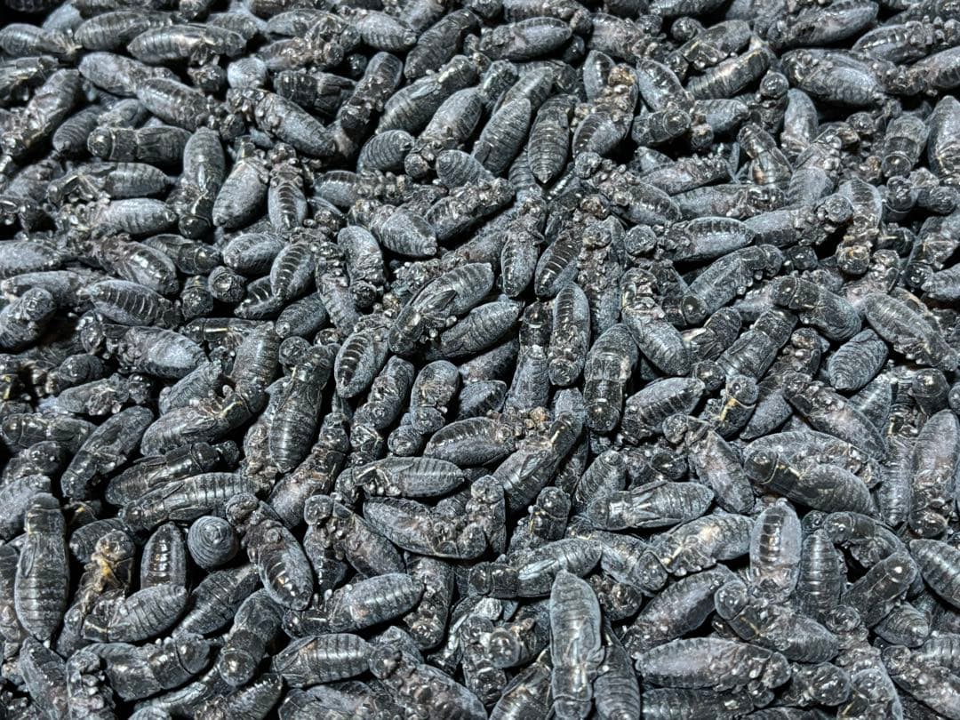 お買い得っ!!】冷凍クロコML〜L200g冷凍コオロギ - メルカリ