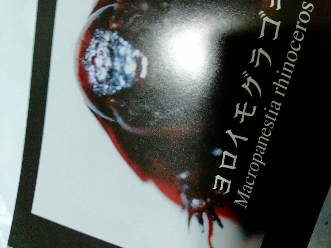 昆虫フィールド 2000 オオクワガタ ヘラクレス タガメ - メルカリ